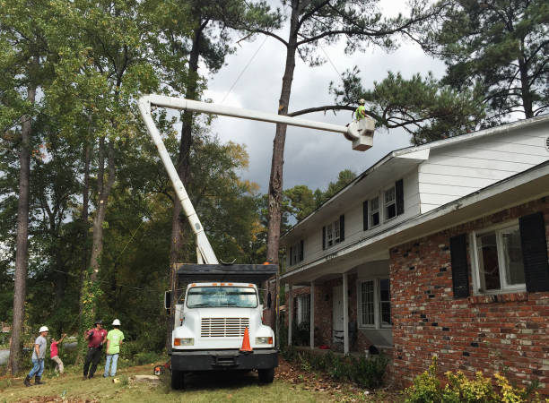 Flemington, PA Tree Care Company