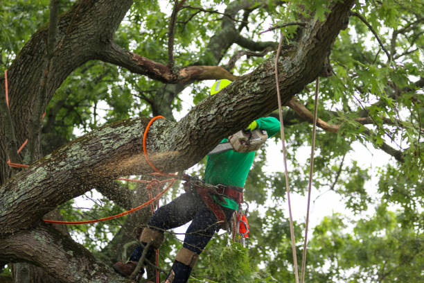 How Our Tree Care Process Works  in  Flemington, PA