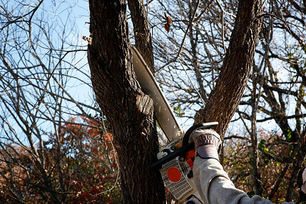 Flemington, PA Tree Care Company