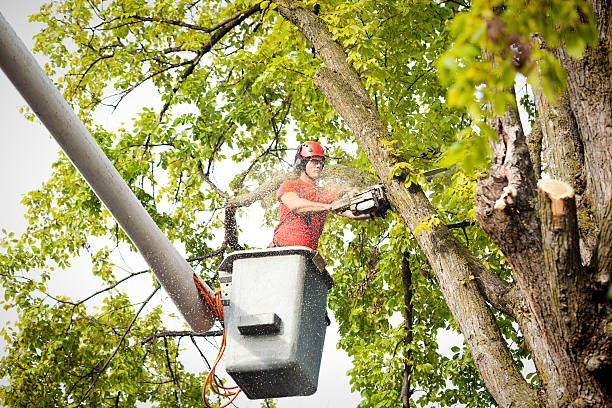 Leaf Removal in Flemington, PA