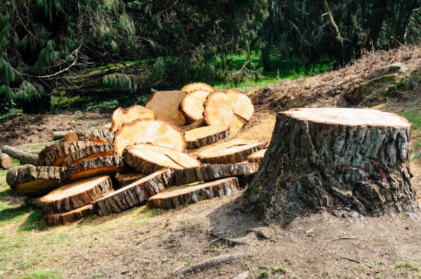 Best Root Management and Removal  in Flemington, PA